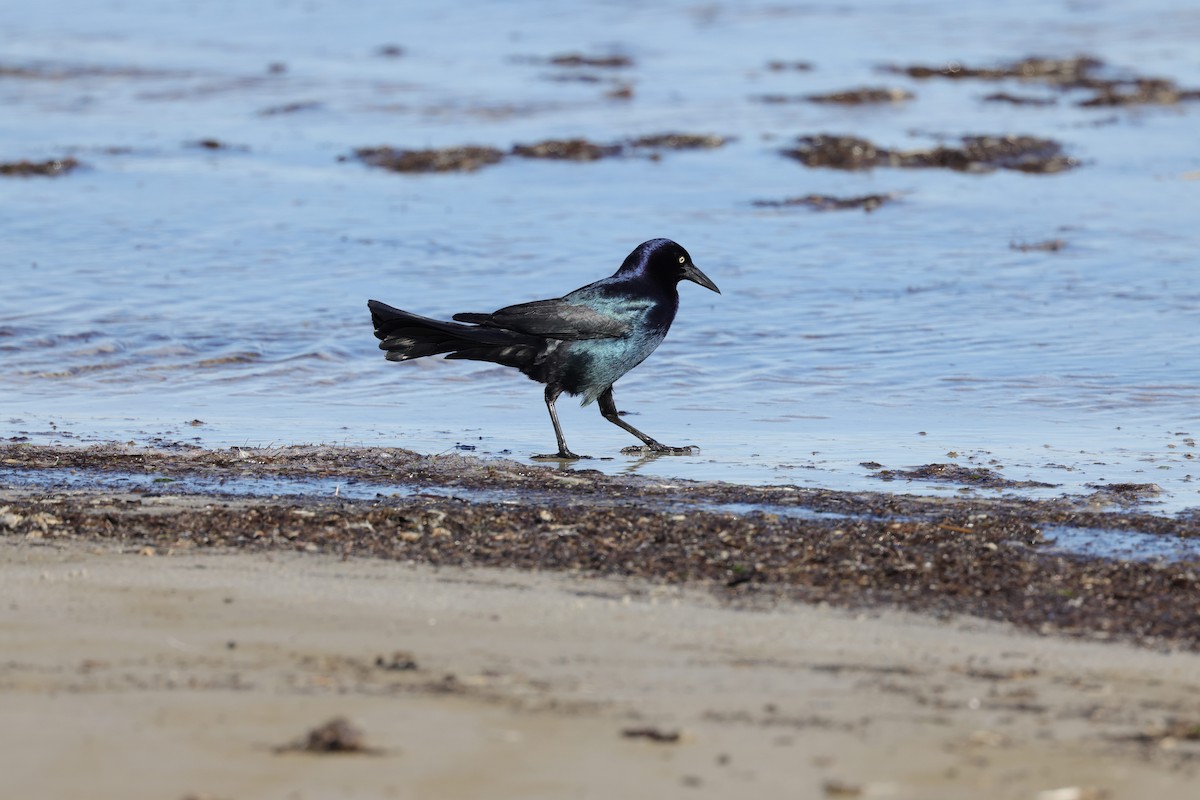 Boat-tailed Grackle - ML314916441