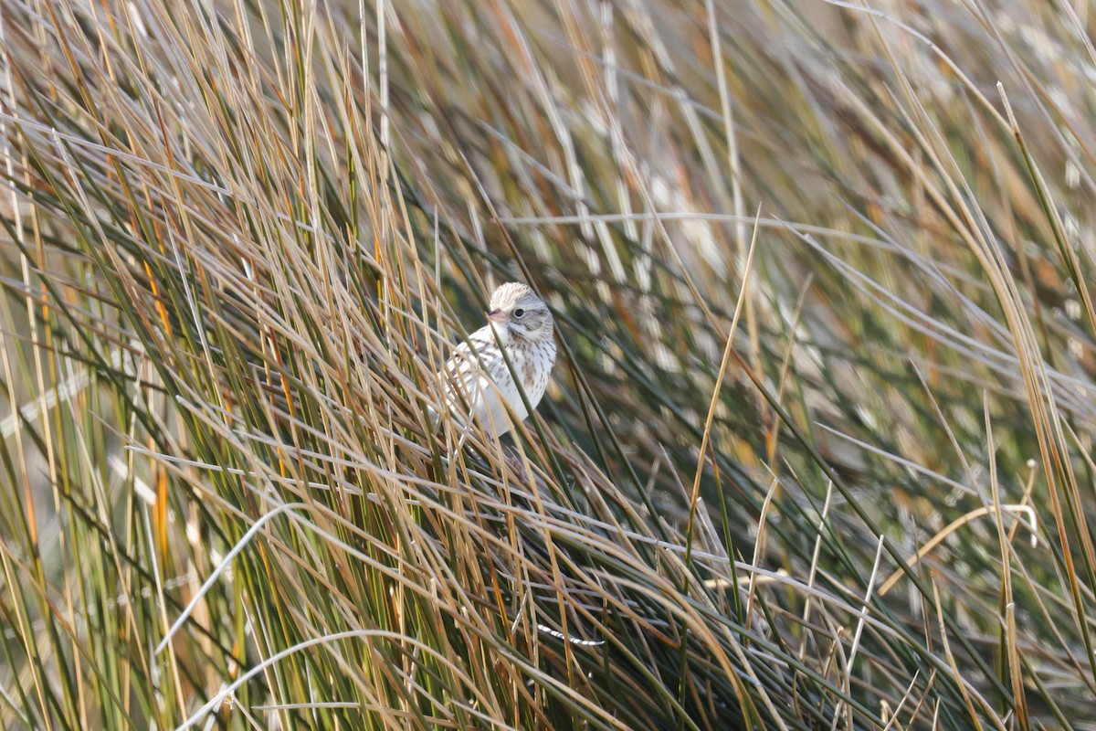 Savannah Sparrow - ML314916571