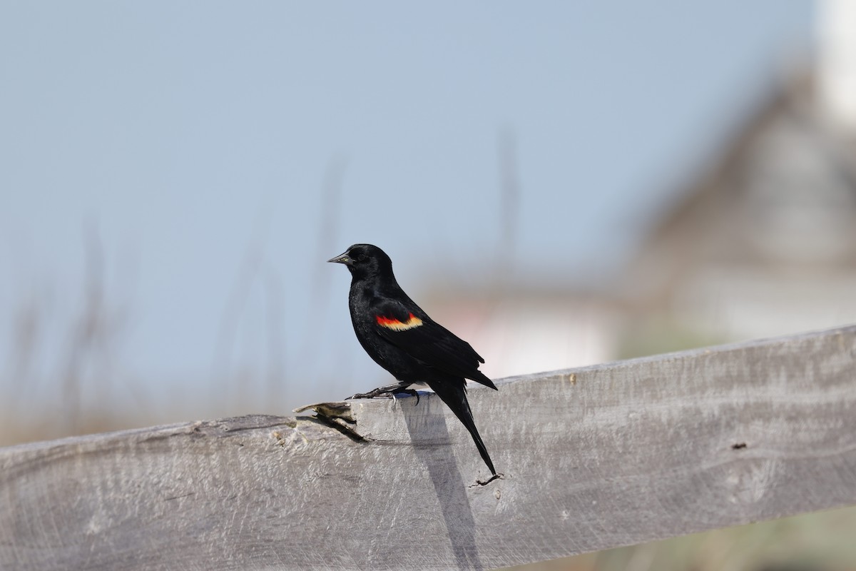 Red-winged Blackbird - ML314916691