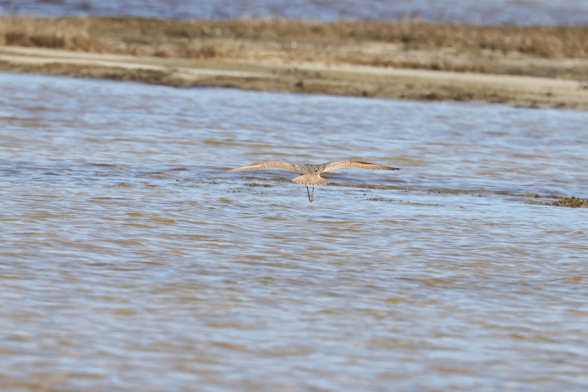 Kuliska kanelakara - ML314916901