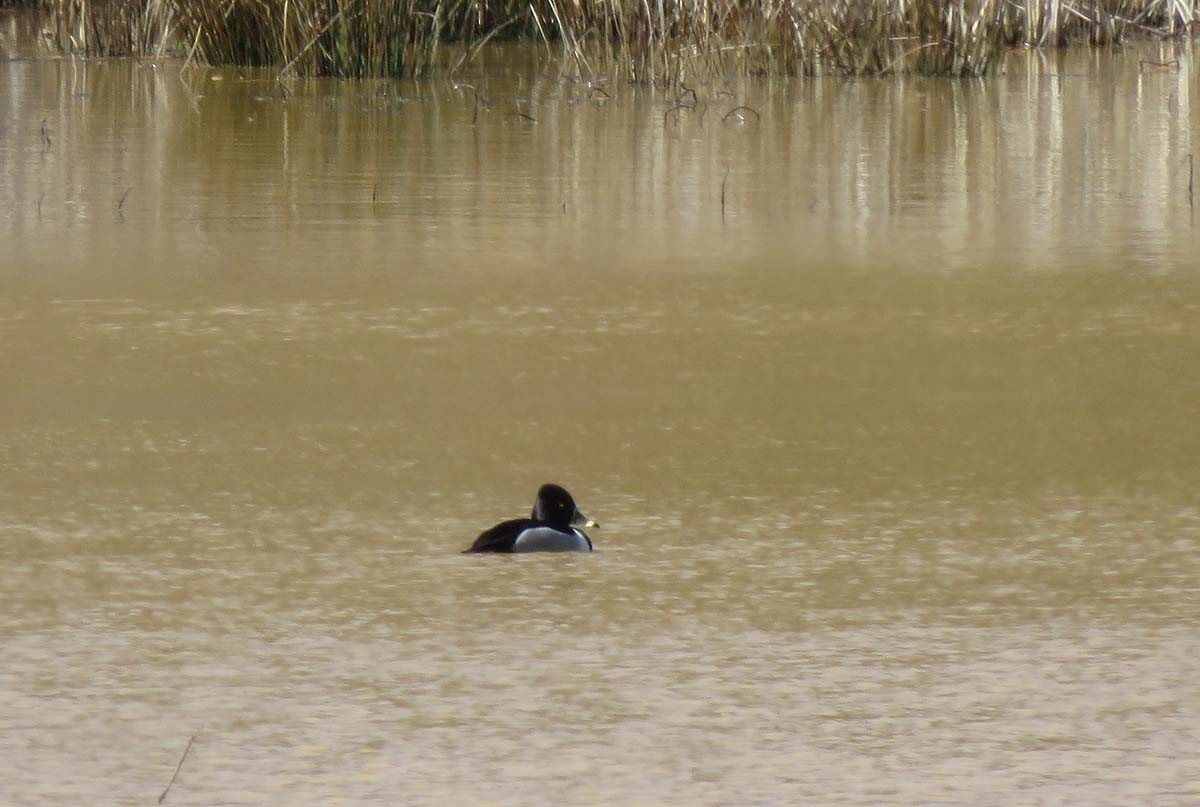 Ring-necked Duck - ML314917531