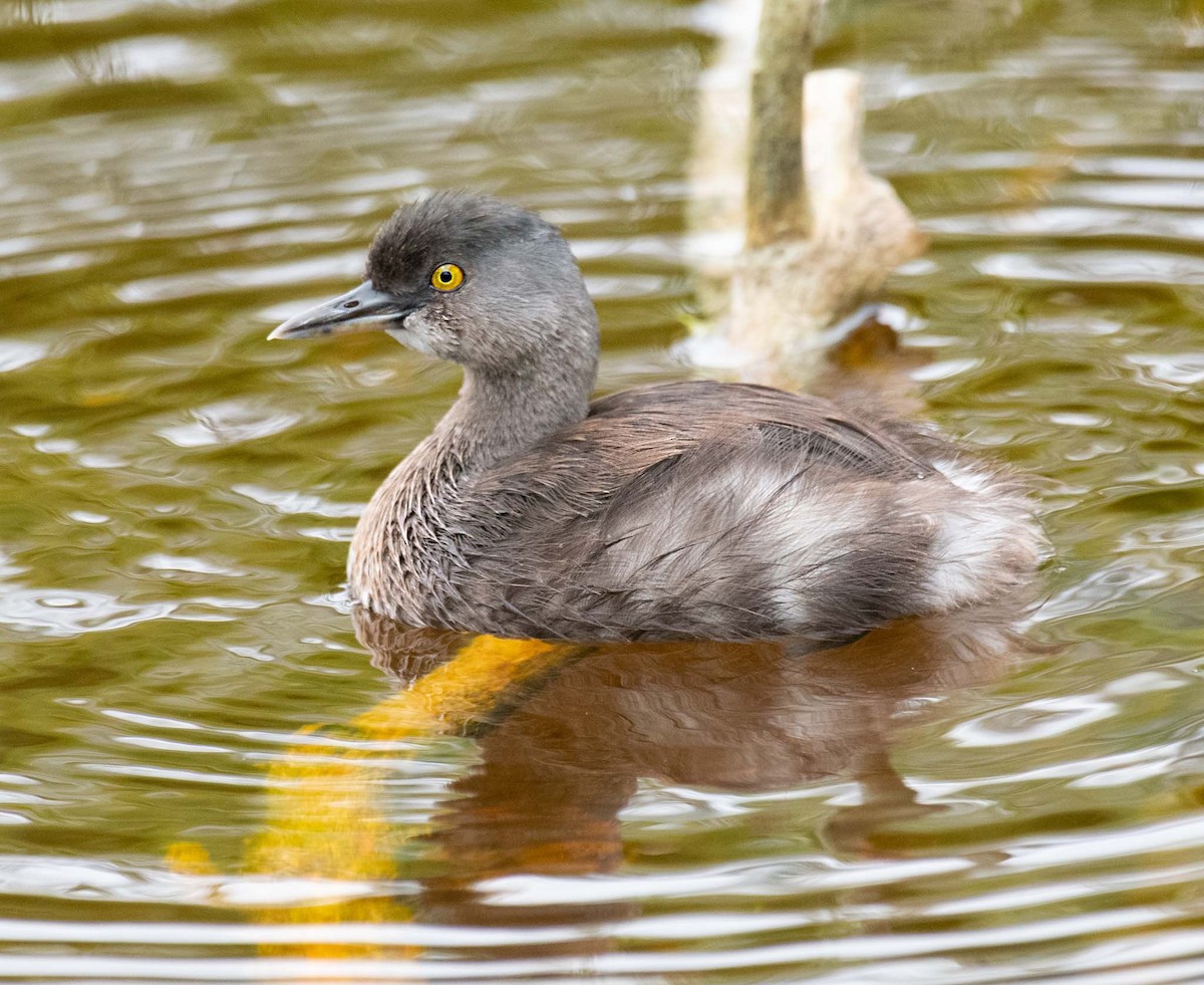 Least Grebe - ML314917851