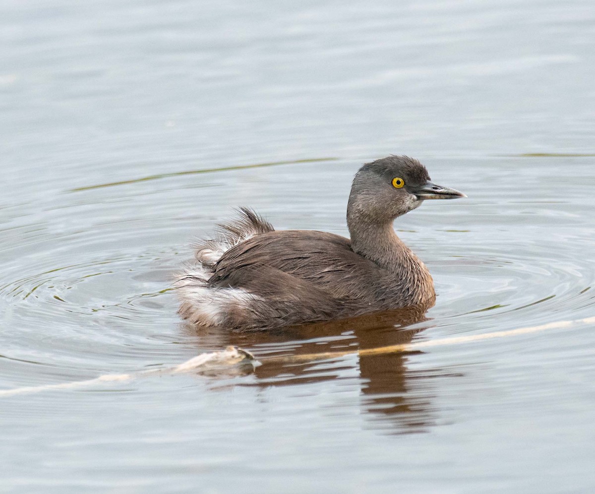 Least Grebe - ML314917871