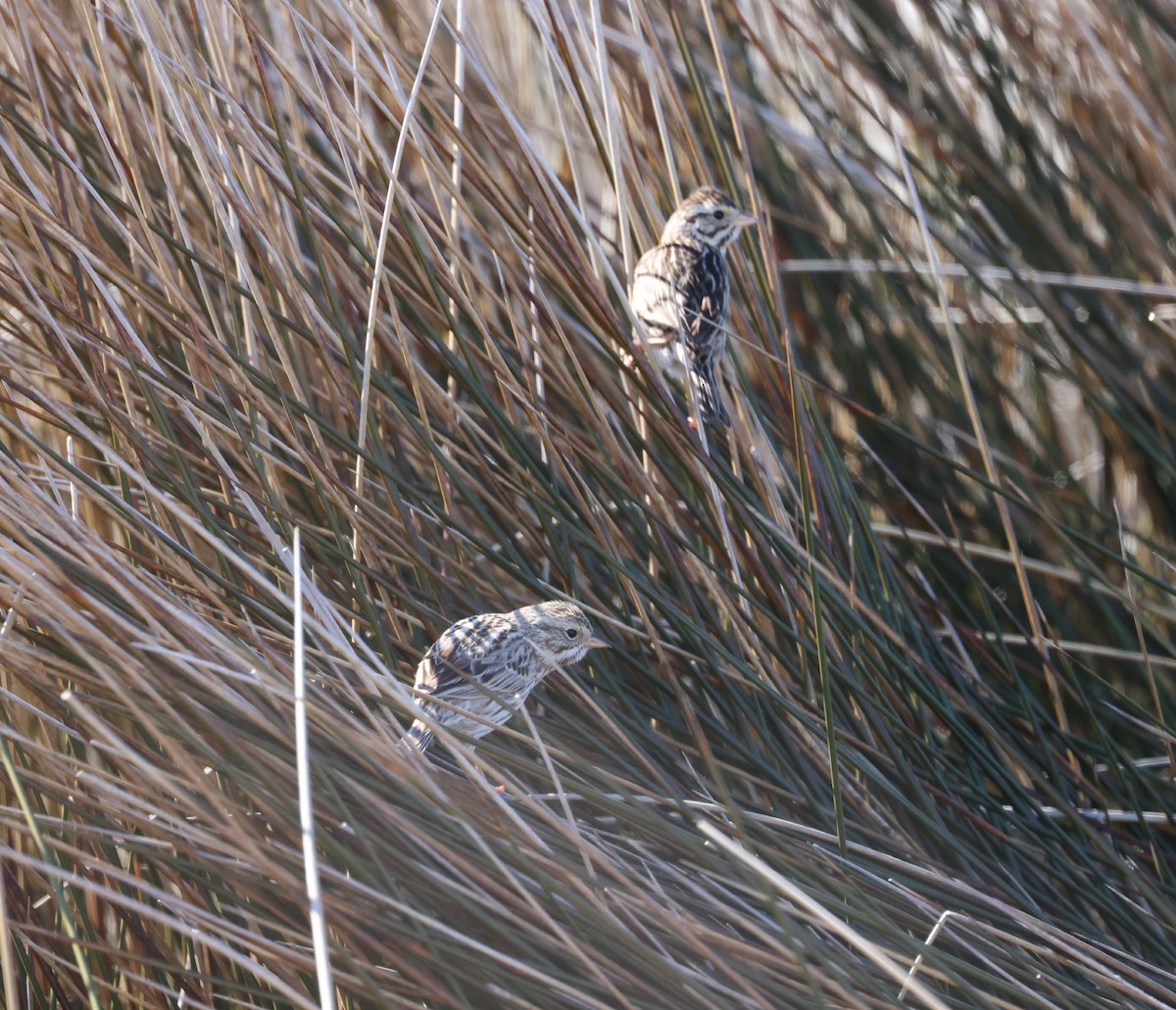 Savannah Sparrow - ML314917901