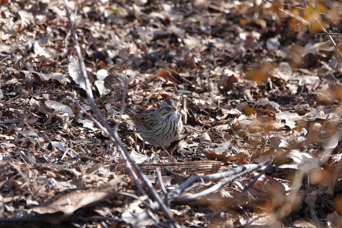 Lincoln's Sparrow - William Boyes