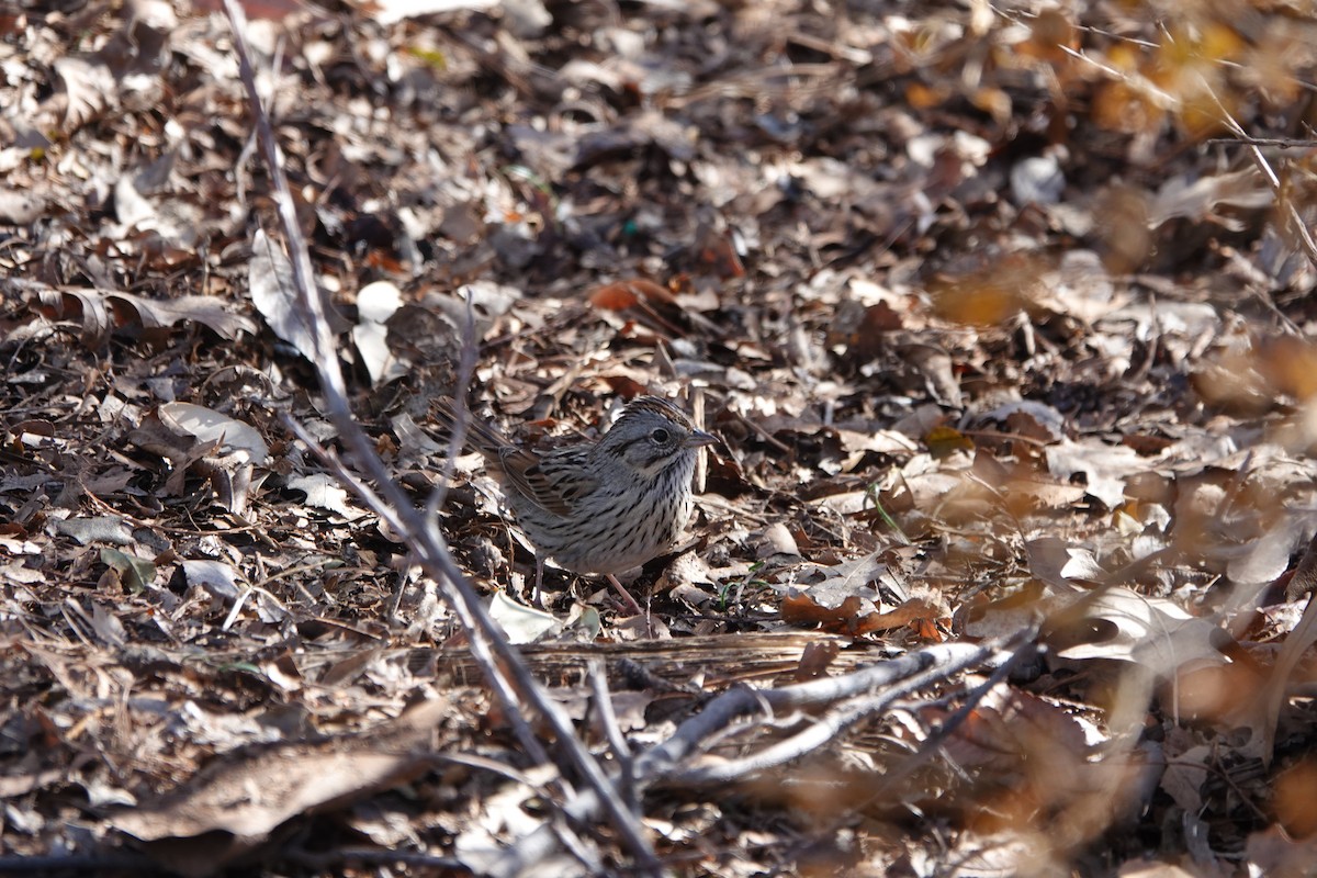 Lincoln's Sparrow - William Boyes