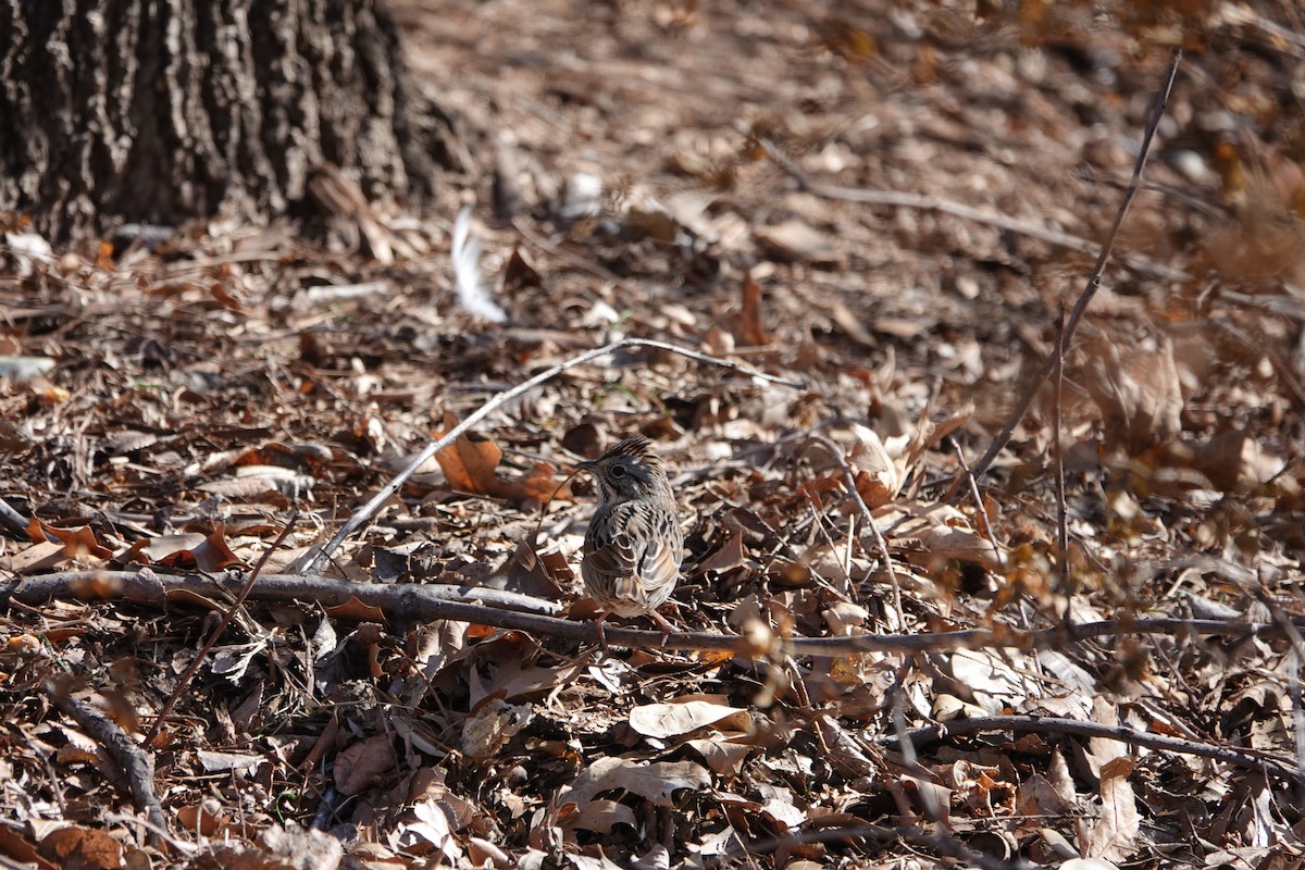 Lincoln's Sparrow - ML314918211