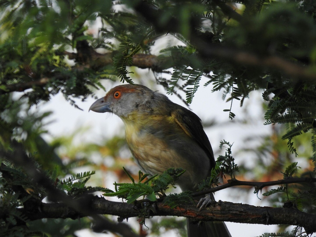 Rufous-browed Peppershrike - ML314921791