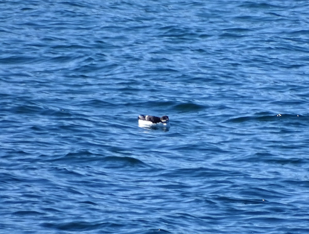 Thick-billed Murre - ML314922091