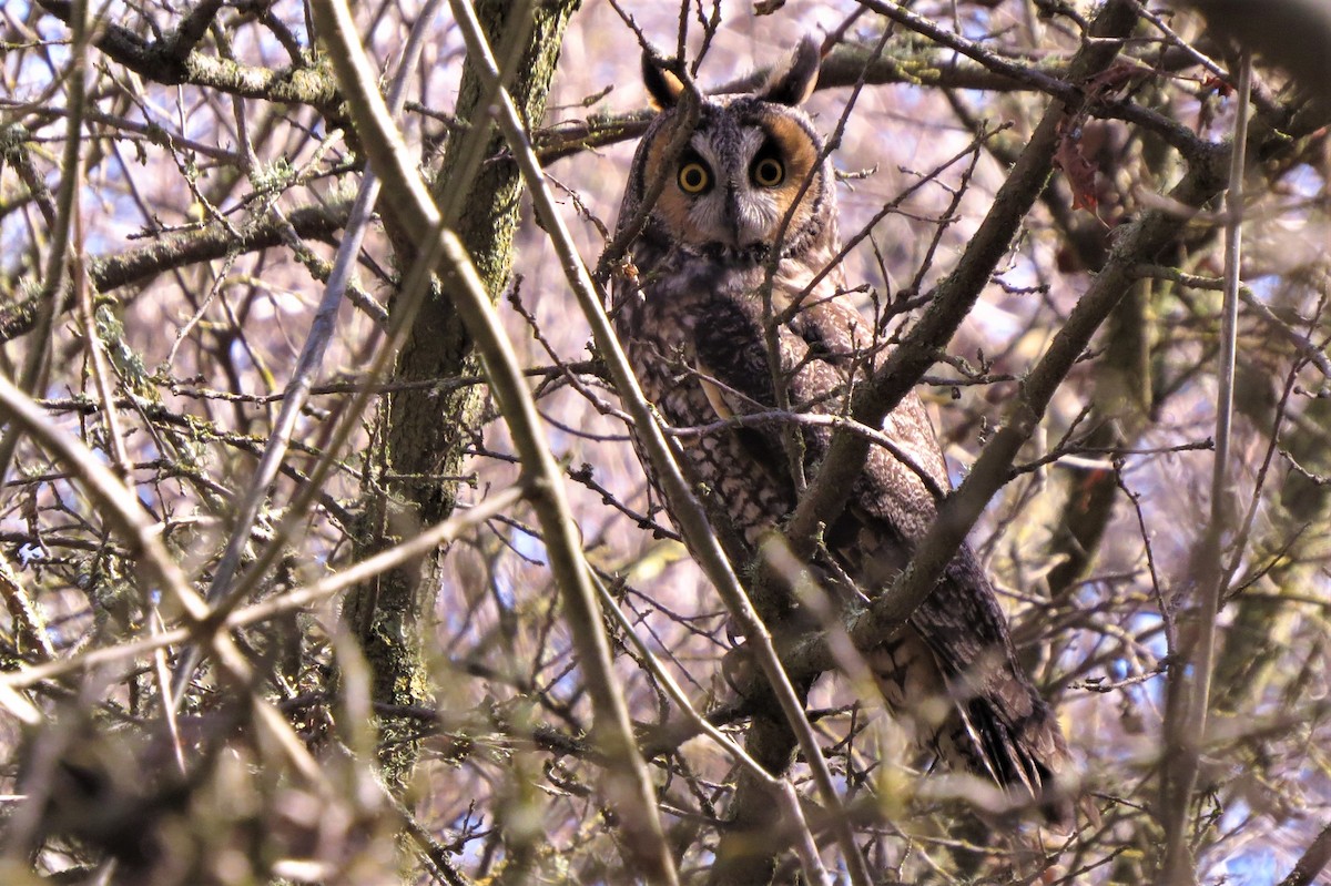 Long-eared Owl - ML314922331