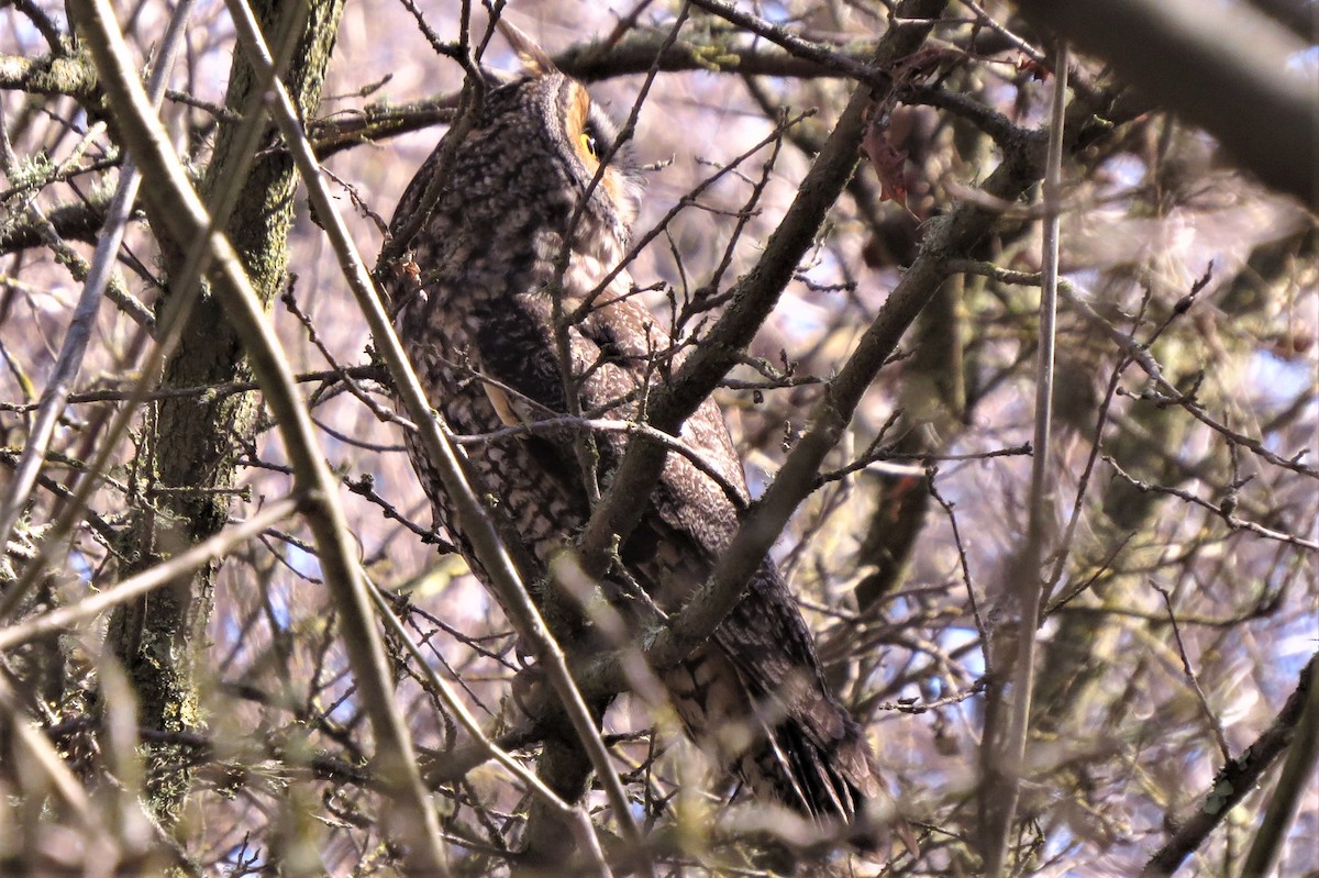Long-eared Owl - ML314922381