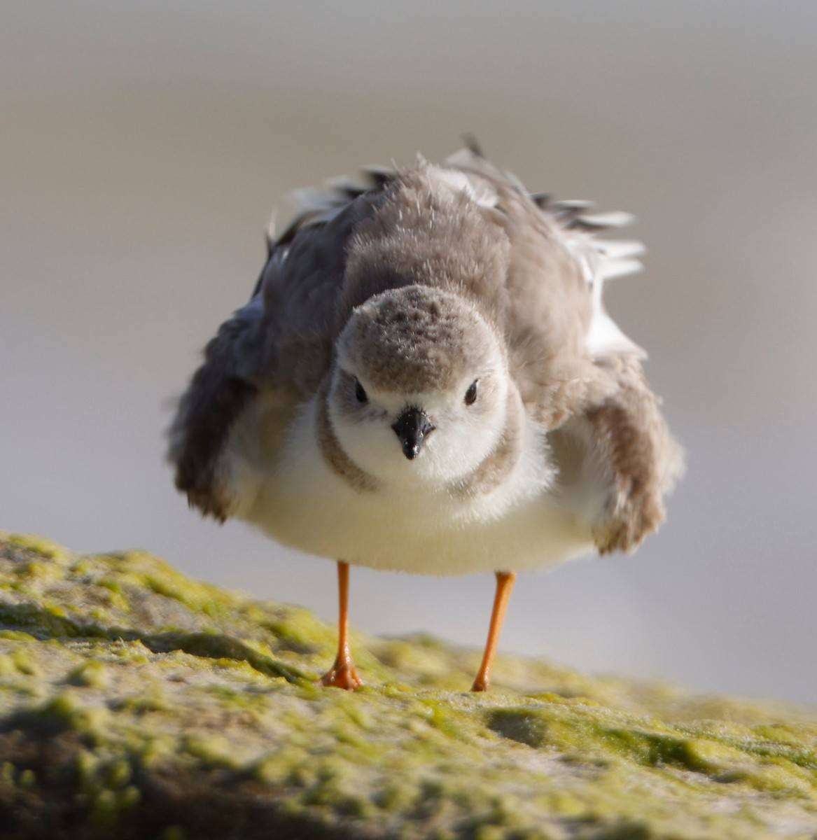 Piping Plover - ML314922791