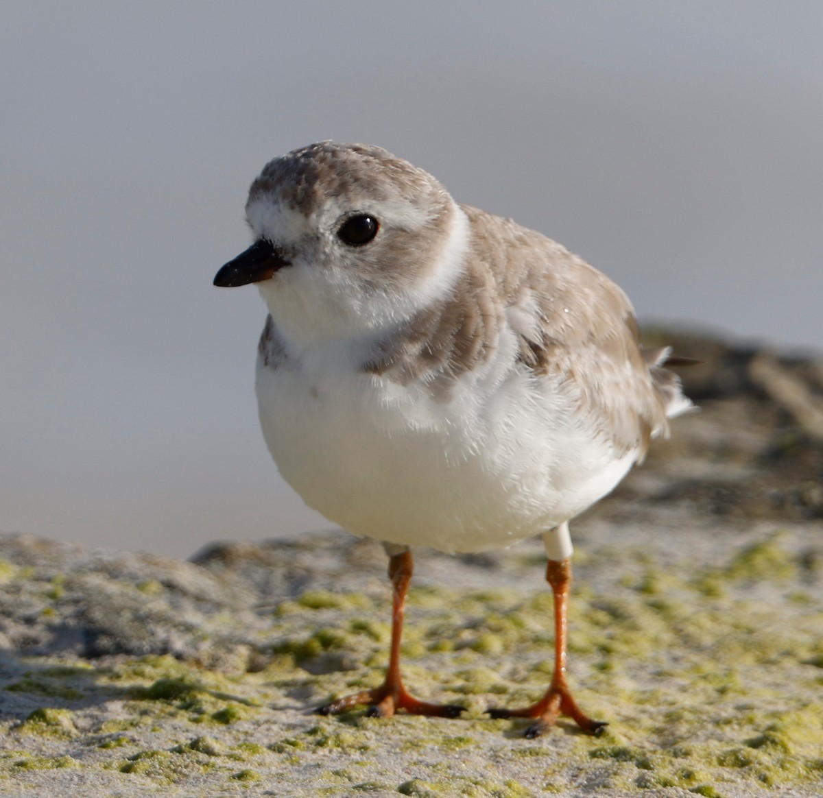 Piping Plover - ML314922801