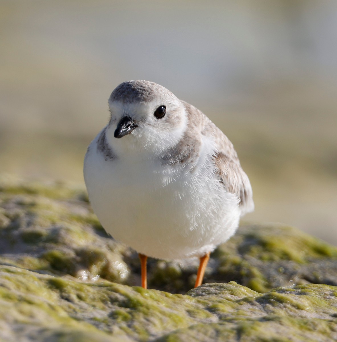 Piping Plover - ML314922821