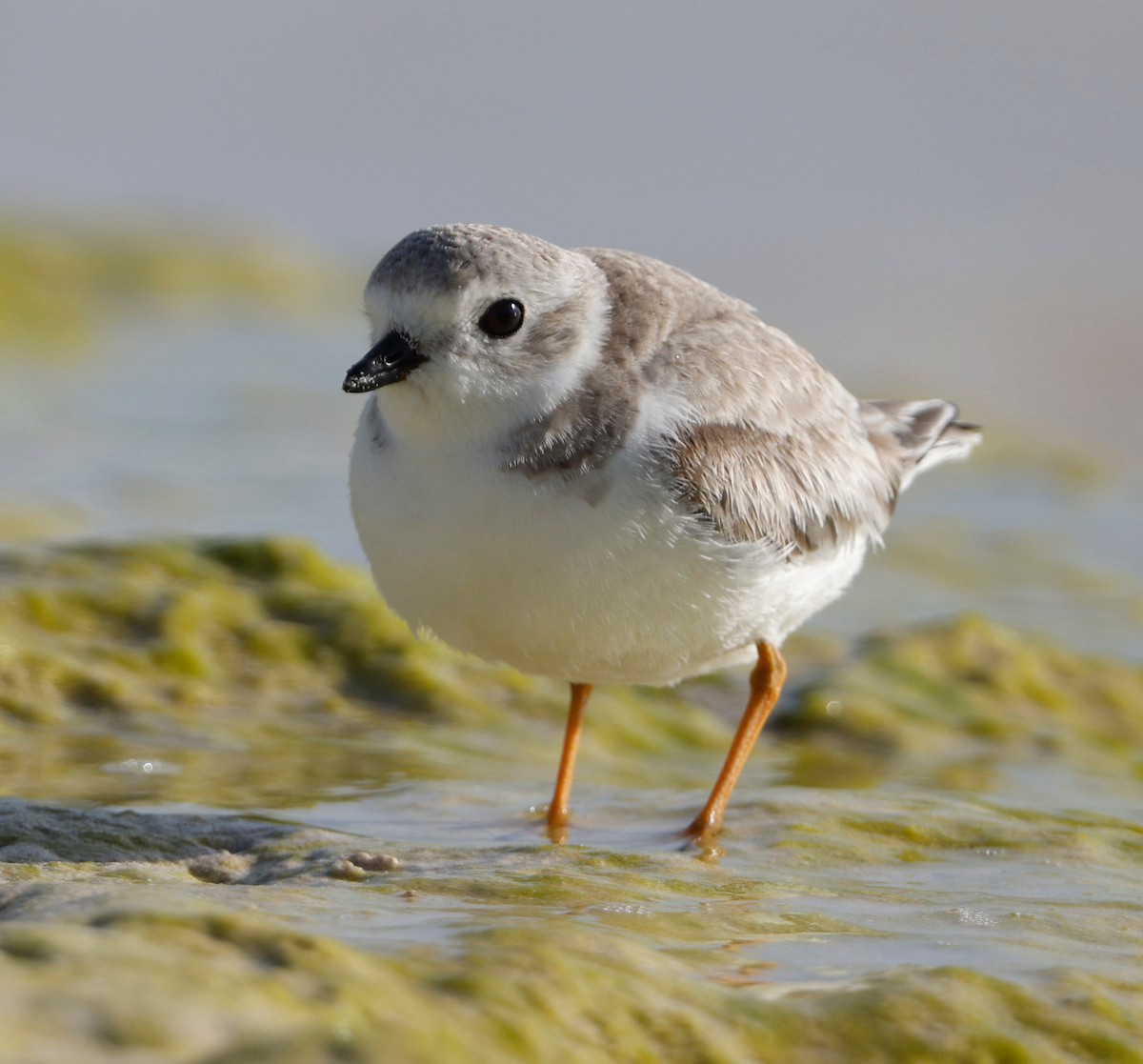 Piping Plover - ML314922831