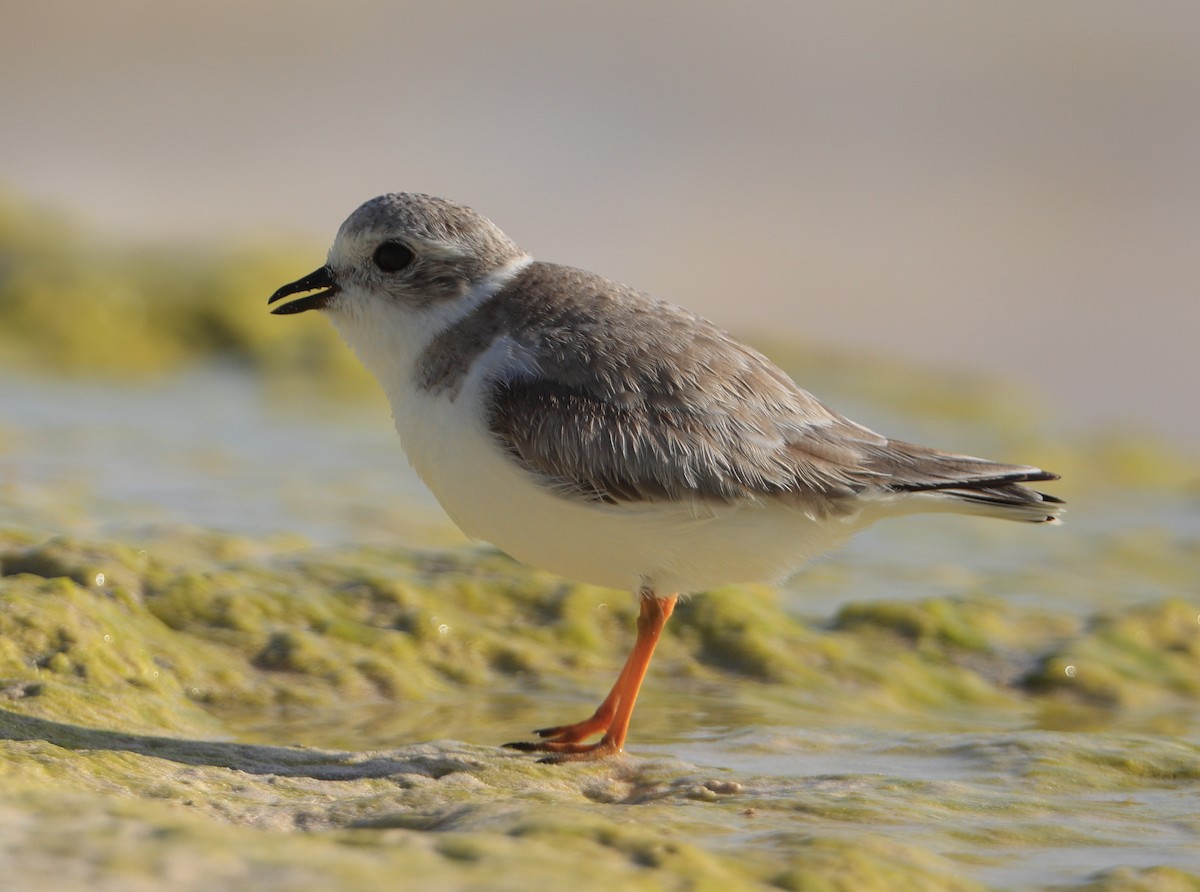 Piping Plover - ML314922841