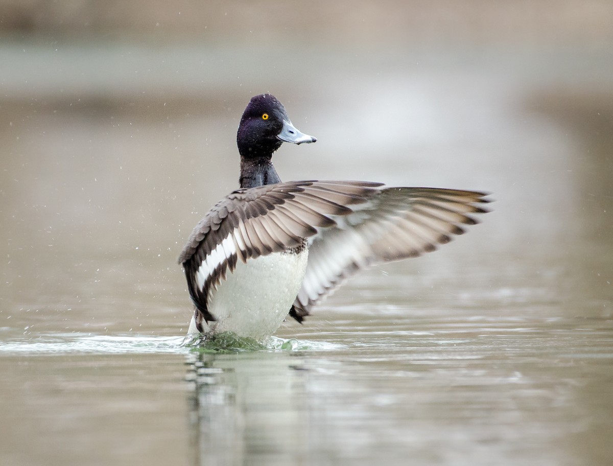 Lesser Scaup - ML314923251