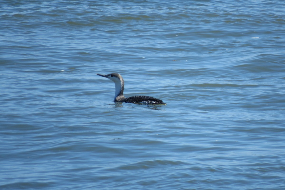 Red-throated Loon - ML314923381