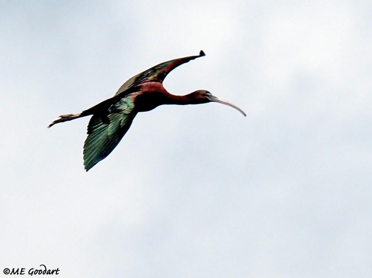 ibis hnědý - ML314923611