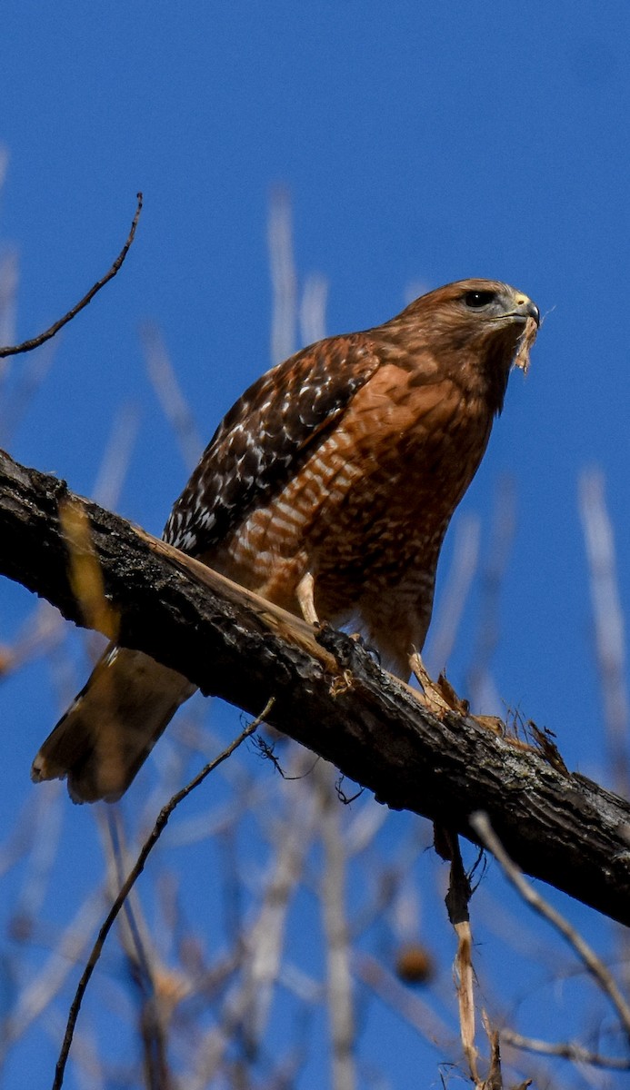 Red-shouldered Hawk - ML314924091