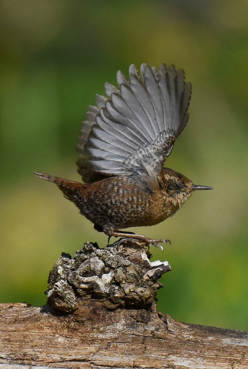 Winter Wren - ML314924251