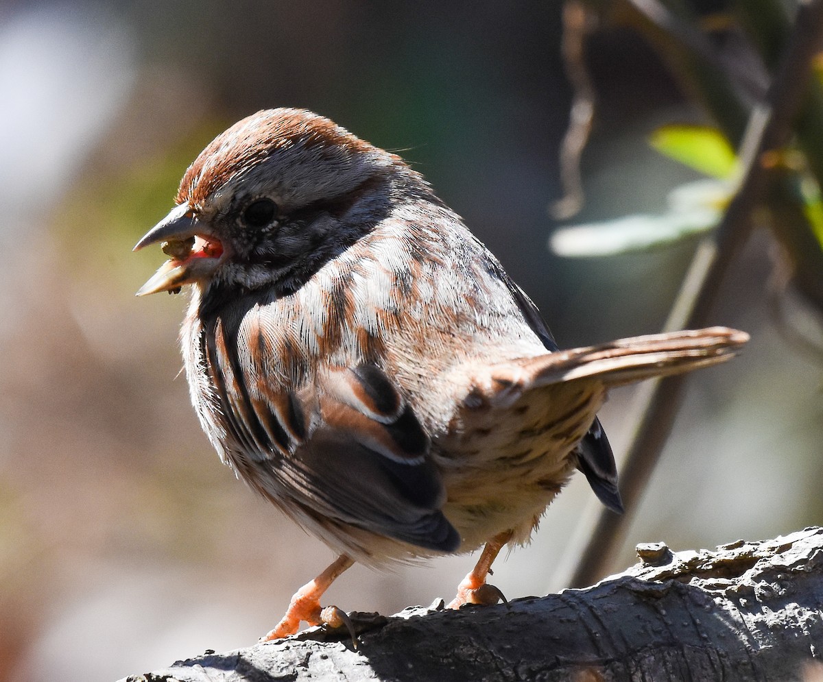 Song Sparrow - ML314924361