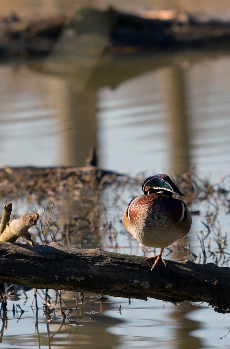 Wood Duck - ML314926851