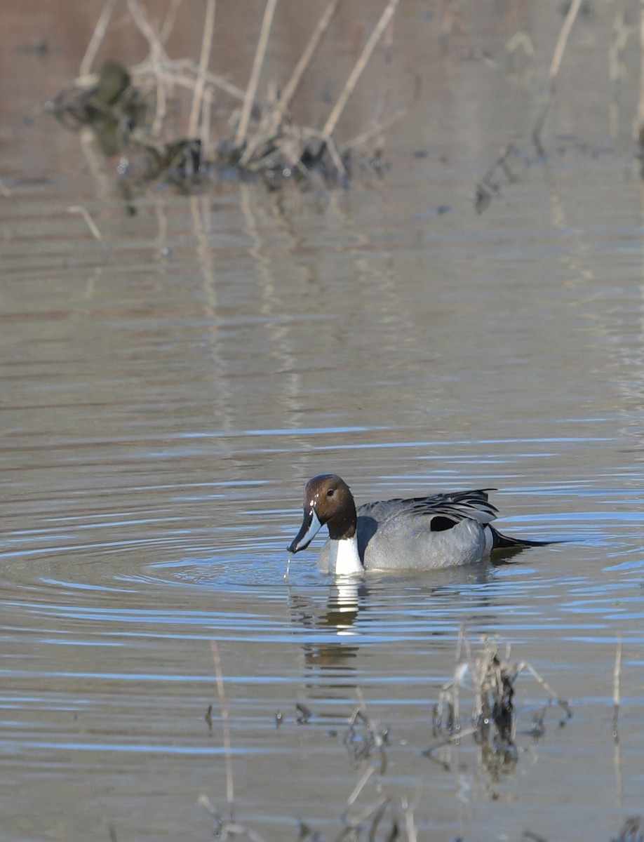 Northern Pintail - ML314927081