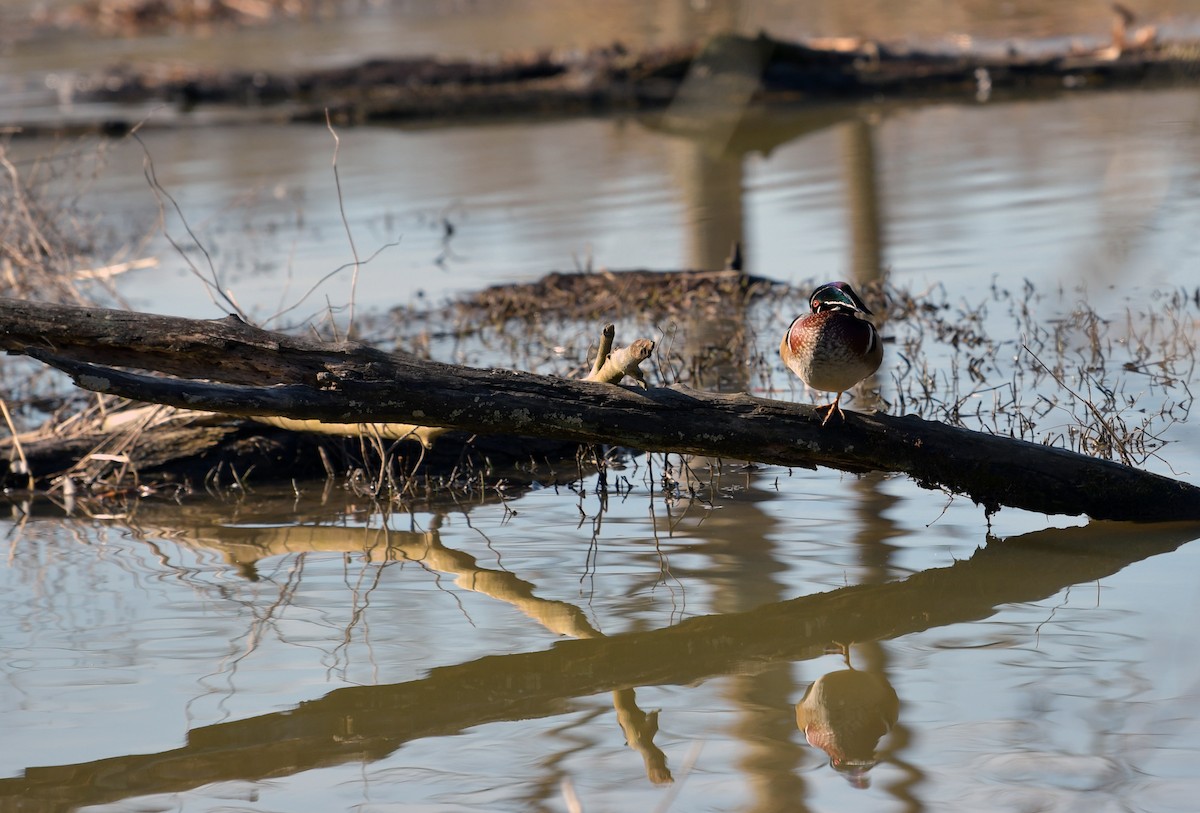 Wood Duck - Toni Oliveira