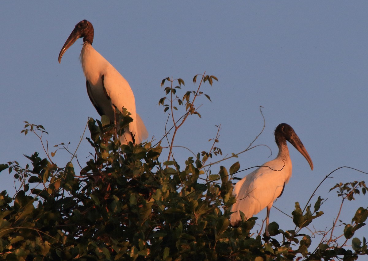 Wood Stork - Fabio Olmos