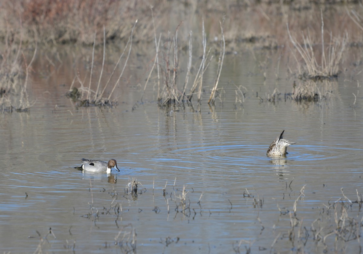 Northern Pintail - ML314927321