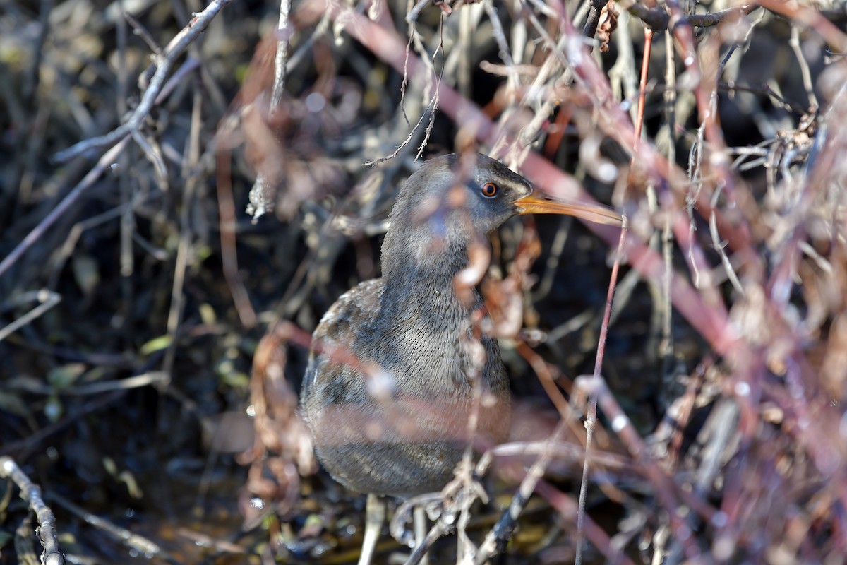 Clapper Rail - Toni Oliveira