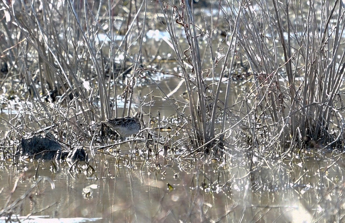 Wilson's Snipe - ML314928391