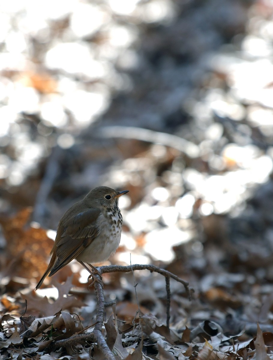 Hermit Thrush - ML314928601