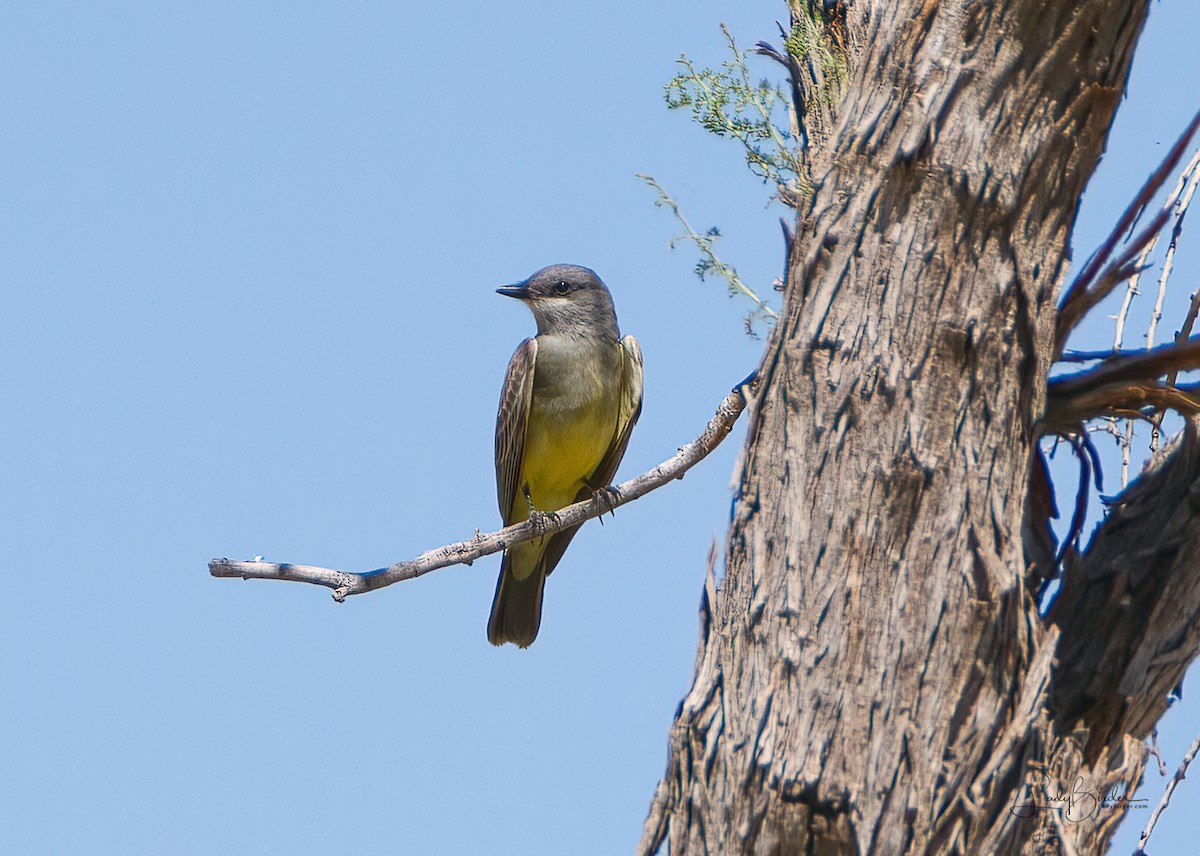 Cassin's Kingbird - ML314929091