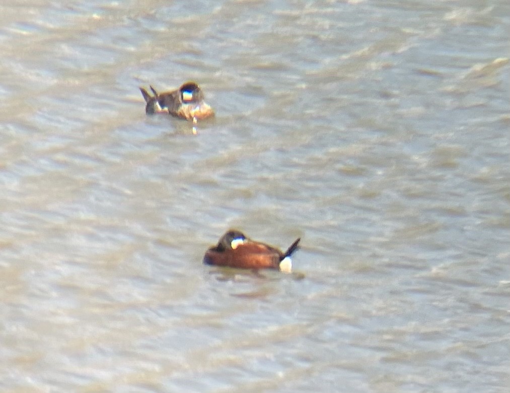 Ruddy Duck - ML314930401