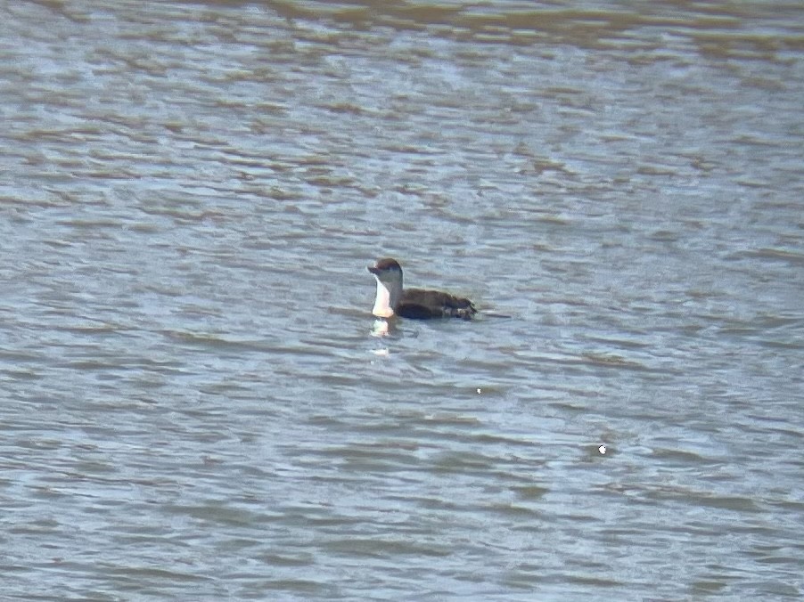 Red-throated Loon - ML314930441