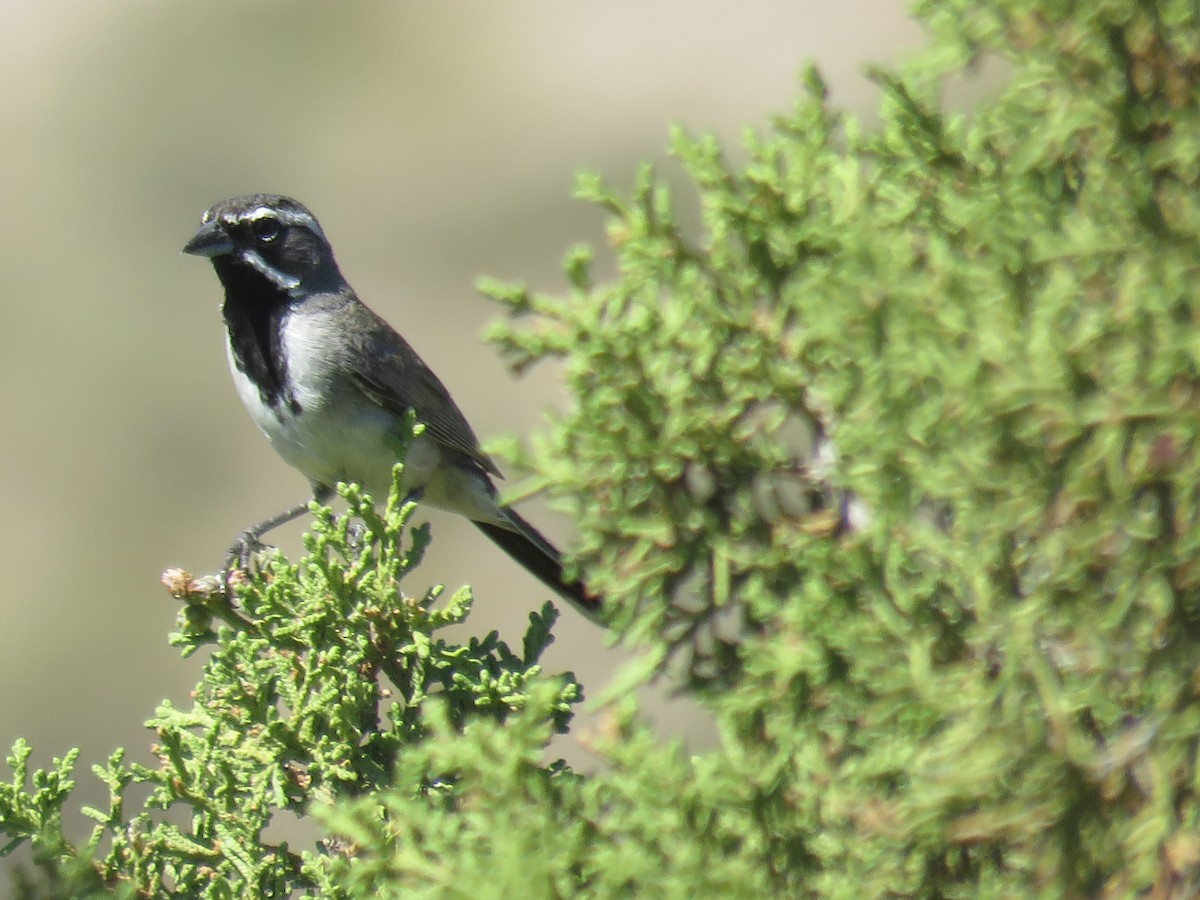 Black-throated Sparrow - Suzi Holt