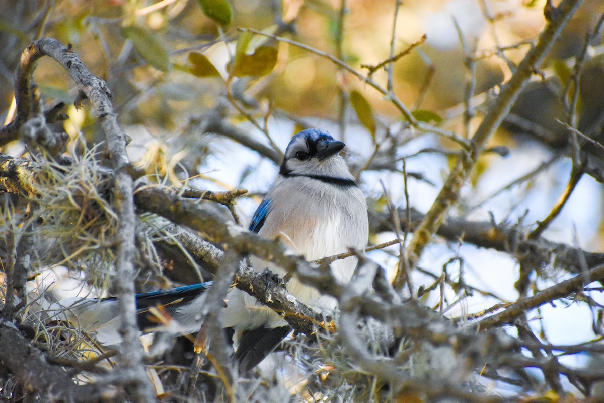 Blue Jay - ML314935141