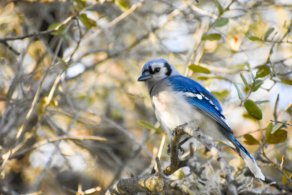 Blue Jay - Ky Clare
