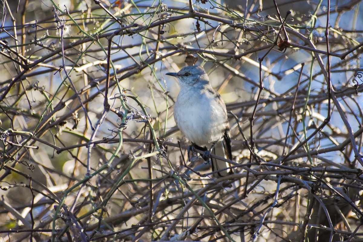 Northern Mockingbird - ML314935321