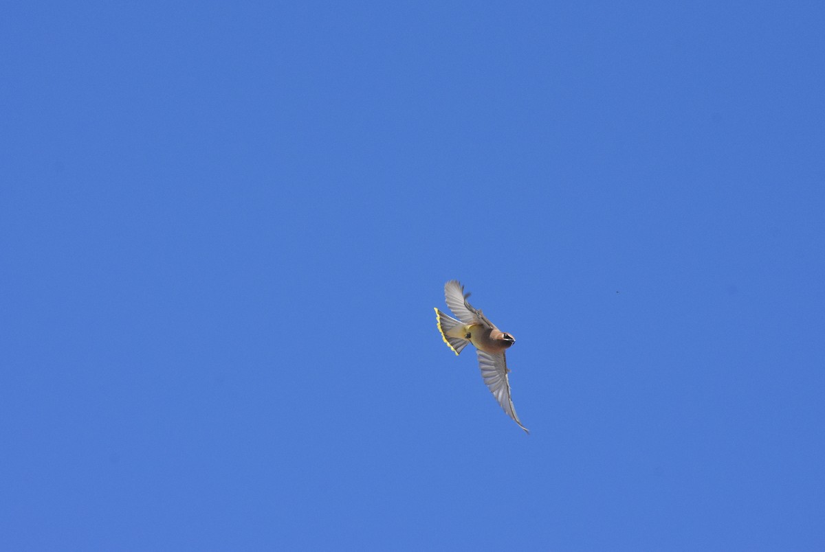 Cedar Waxwing - ML314935391
