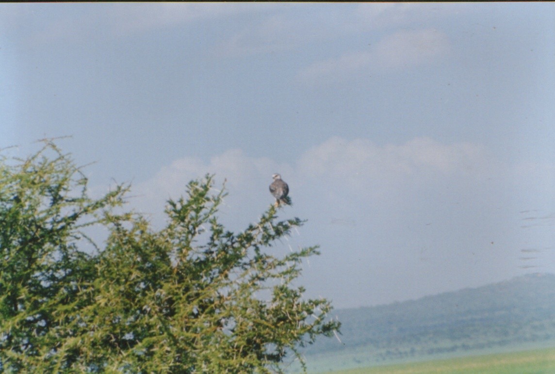 Black-winged Kite - ML314935511