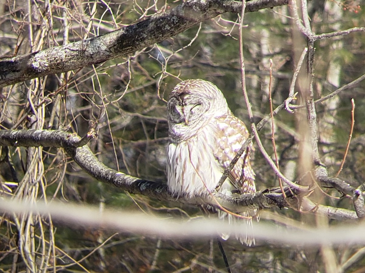 Barred Owl - ML314935651