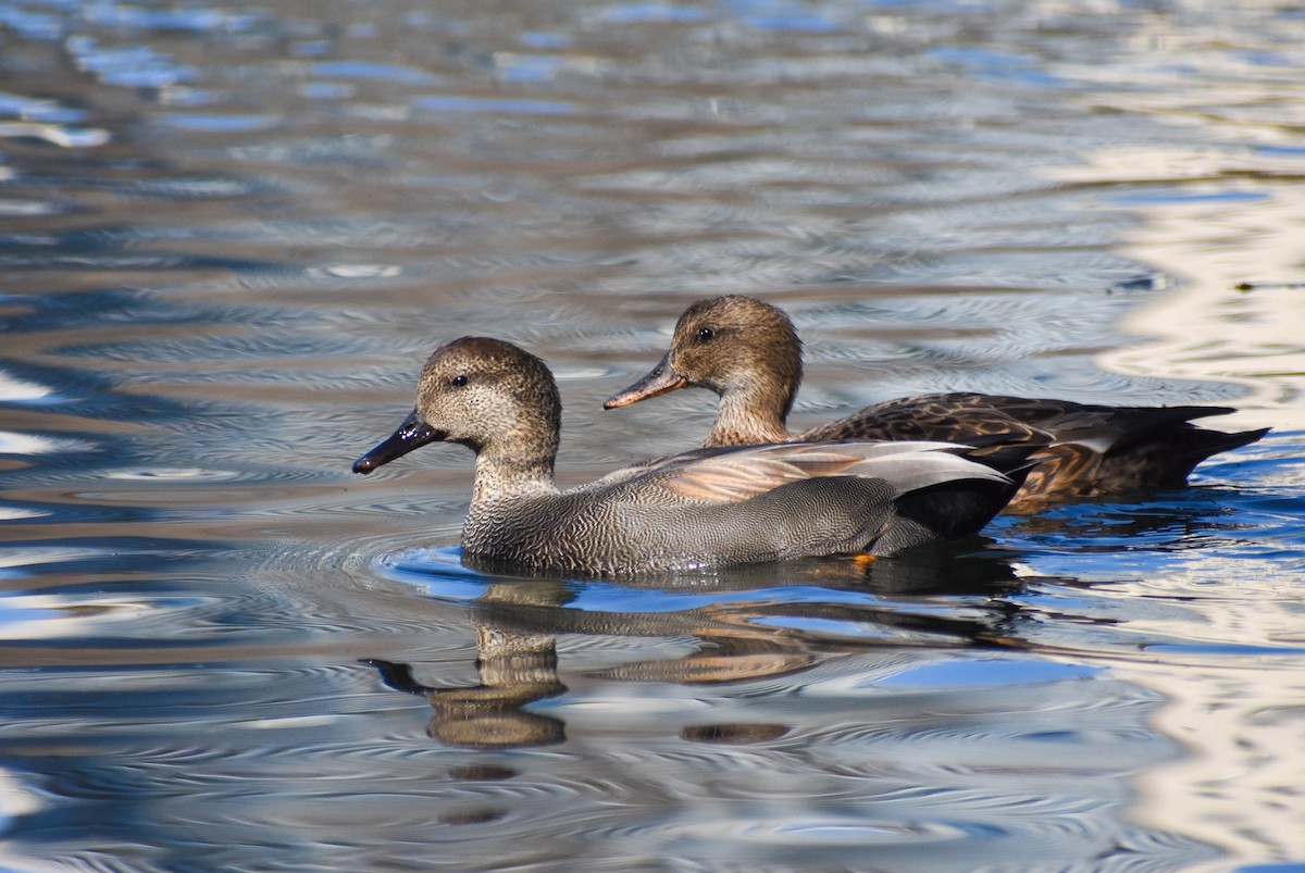 Canapiglia - ML314935831