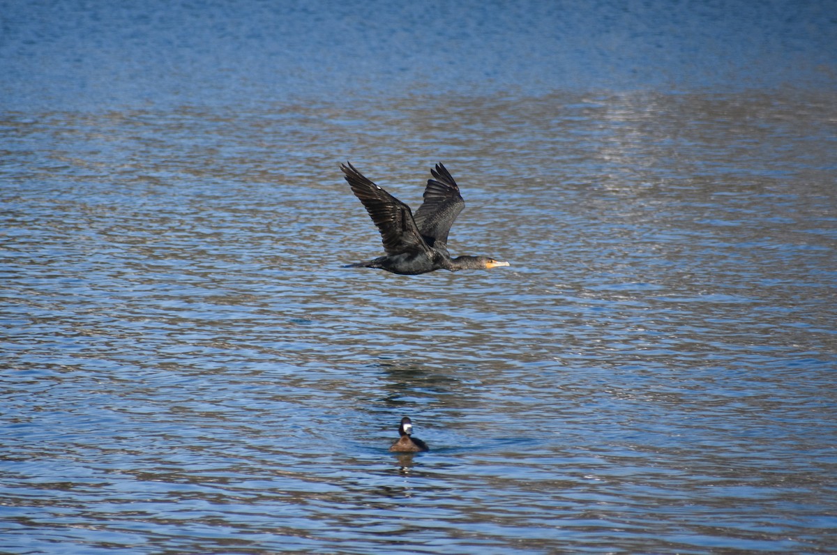Double-crested Cormorant - Ky Clare
