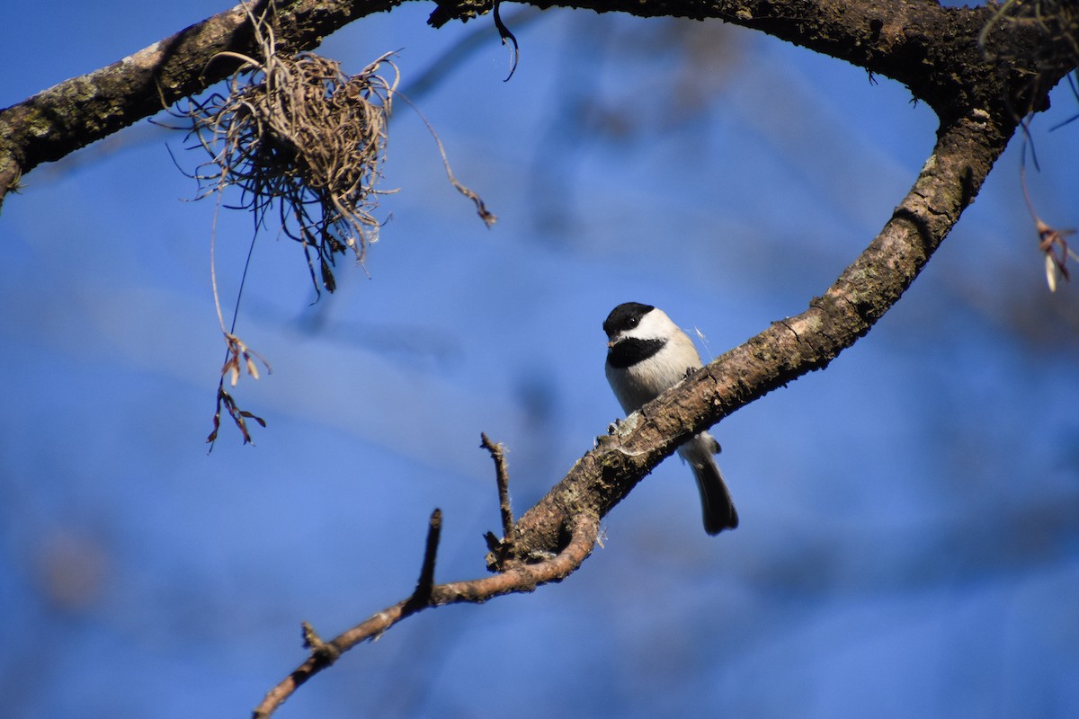 Carolina Chickadee - ML314936371