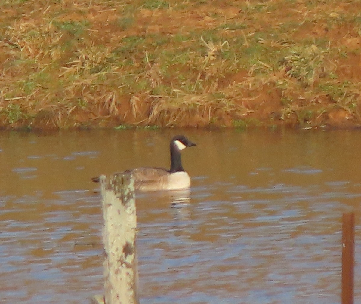 Cackling Goose - ML314936621