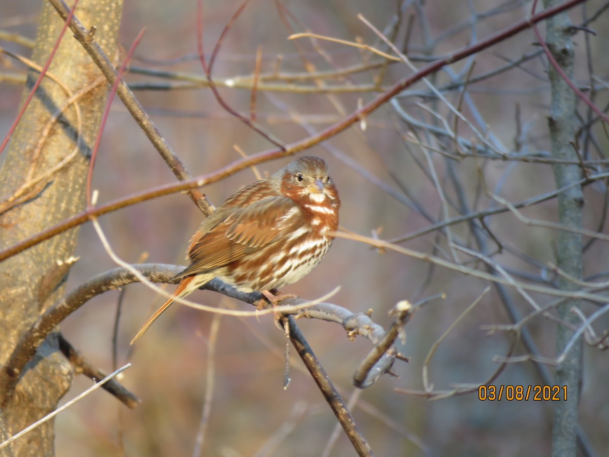 Fox Sparrow - C L  Hampton