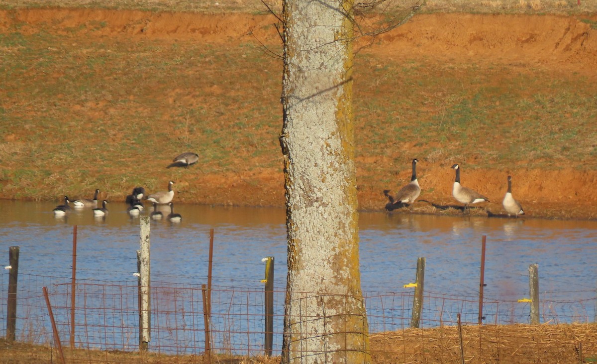 Cackling Goose - ML314936811